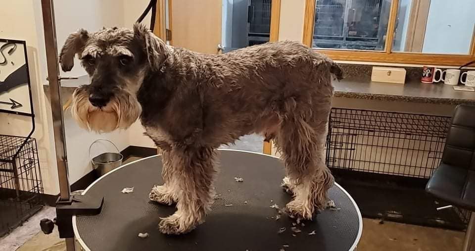A small dog is standing on a table in a room.