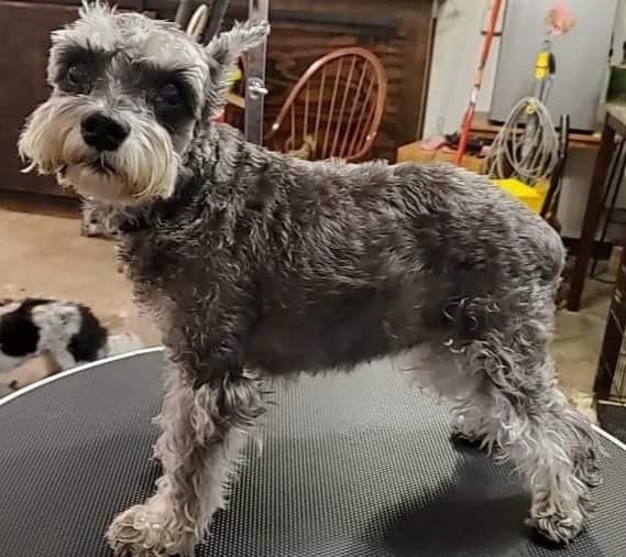 A schnauzer dog is standing on a grooming table.