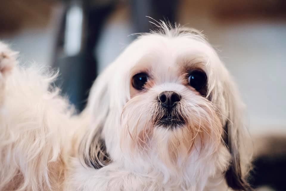 A close up of a small white dog looking at the camera.