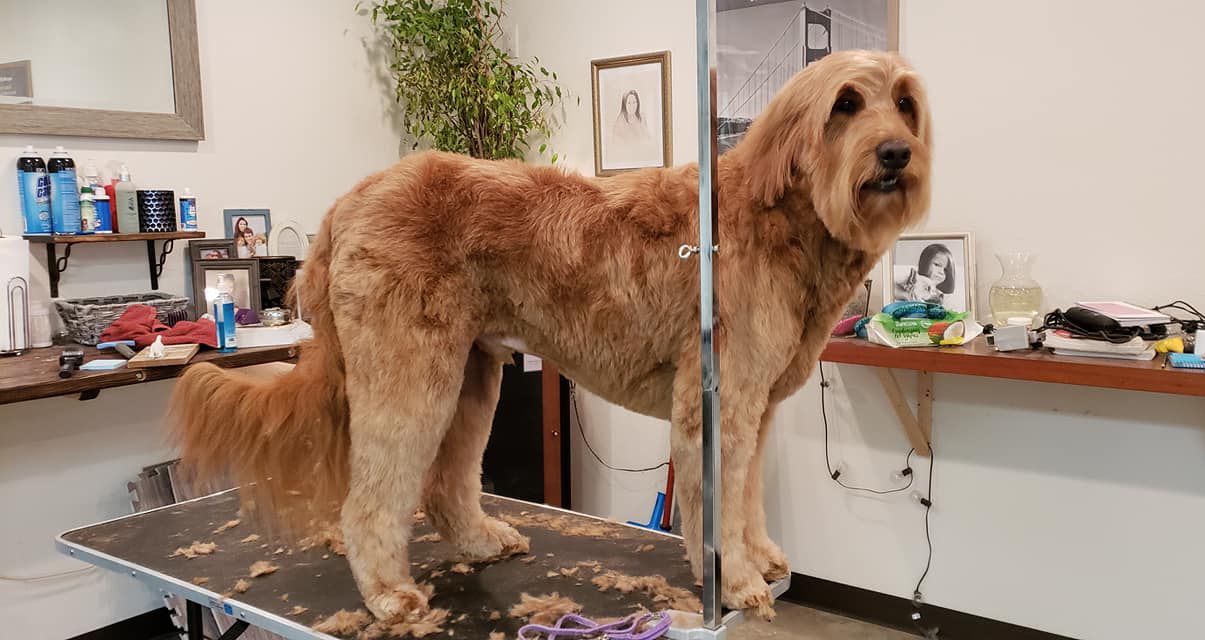 A dog is standing on a grooming table in a room.