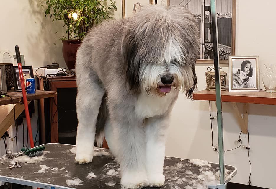 A gray and white dog is standing on a grooming table.