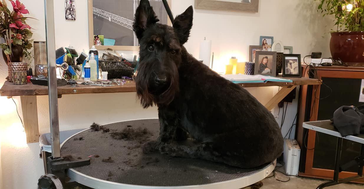 A black dog is sitting on a table in a room.