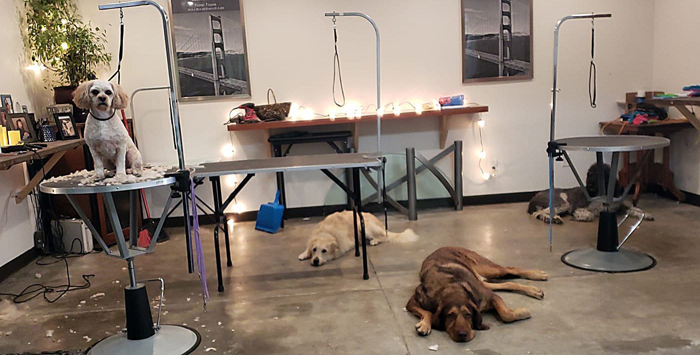A dog is sitting on a table in a room with other dogs.