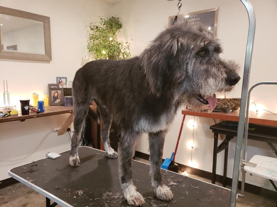 A dog is standing on a grooming table in a room.