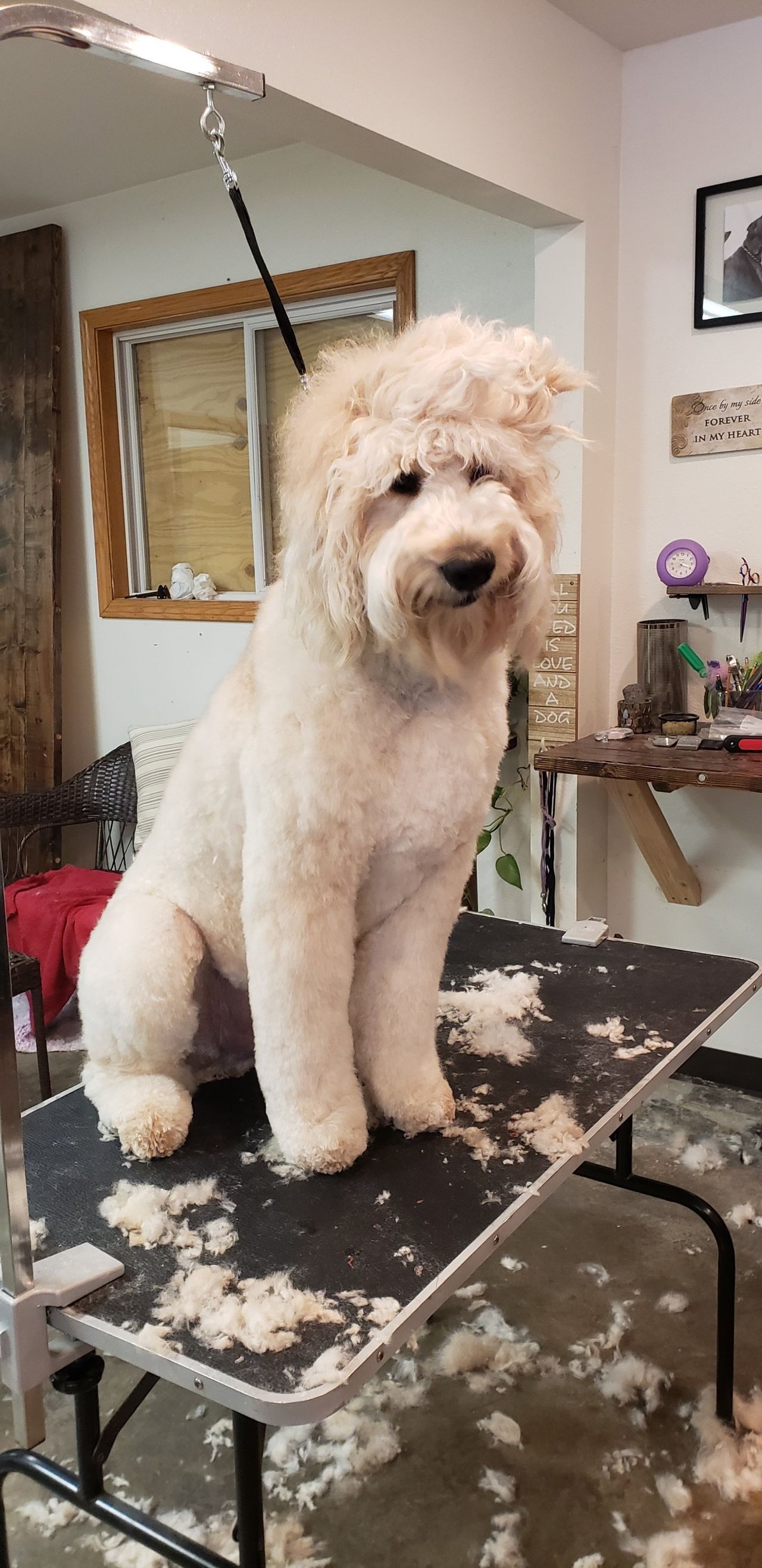 A white dog is sitting on top of a grooming table.