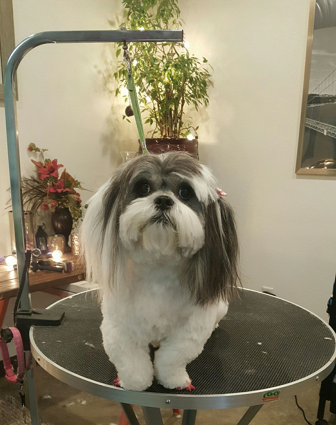 A small dog is sitting on a grooming table.