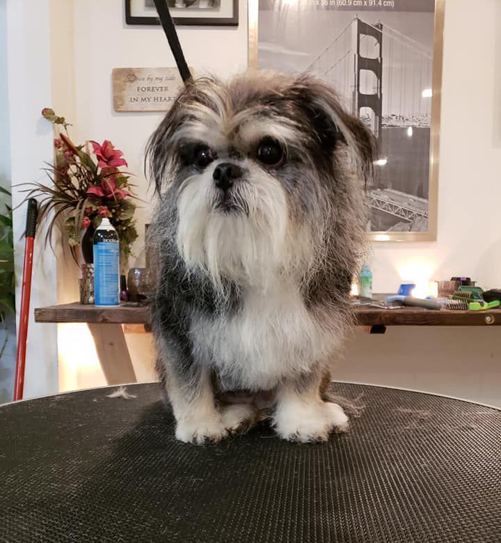 A small dog is sitting on a table in front of a picture of the golden gate bridge