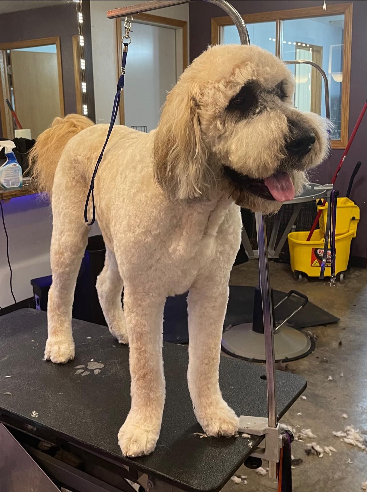 A dog is standing on a grooming table in a salon.