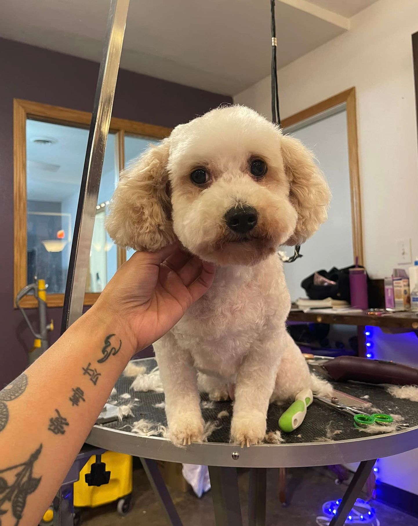 A person with a tattoo on their arm is holding a small white dog.