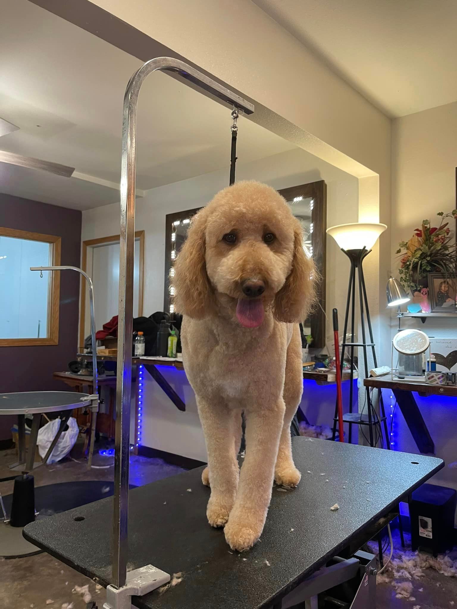 A poodle is standing on a grooming table in a room.