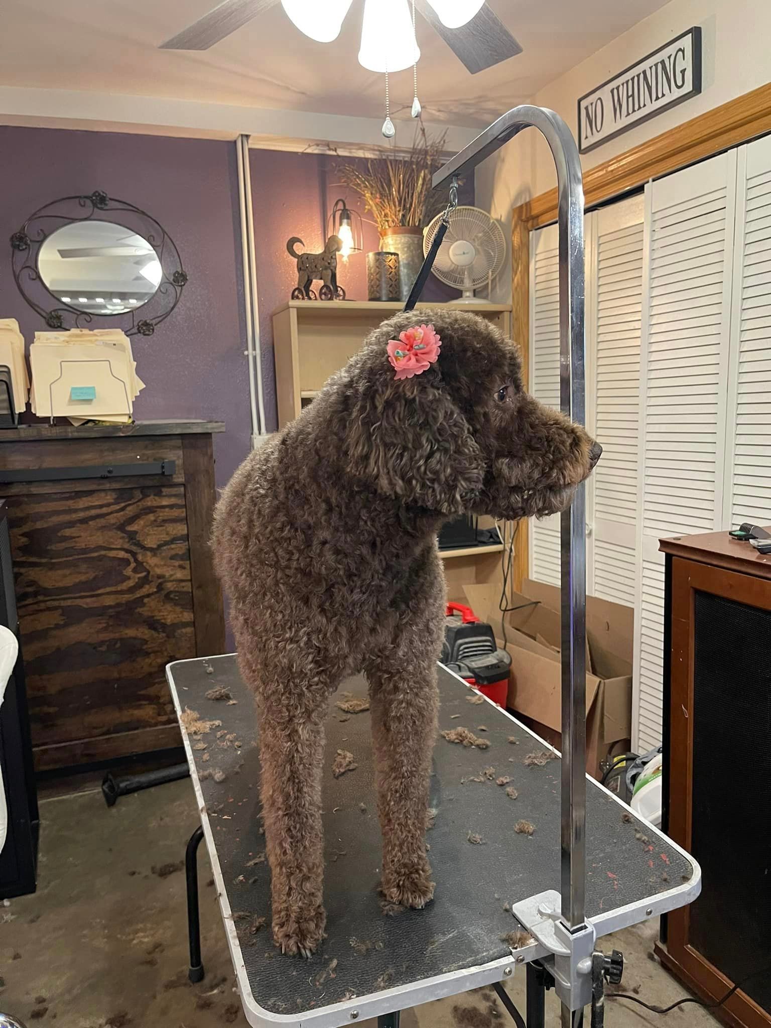A brown dog is standing on a grooming table in a room.
