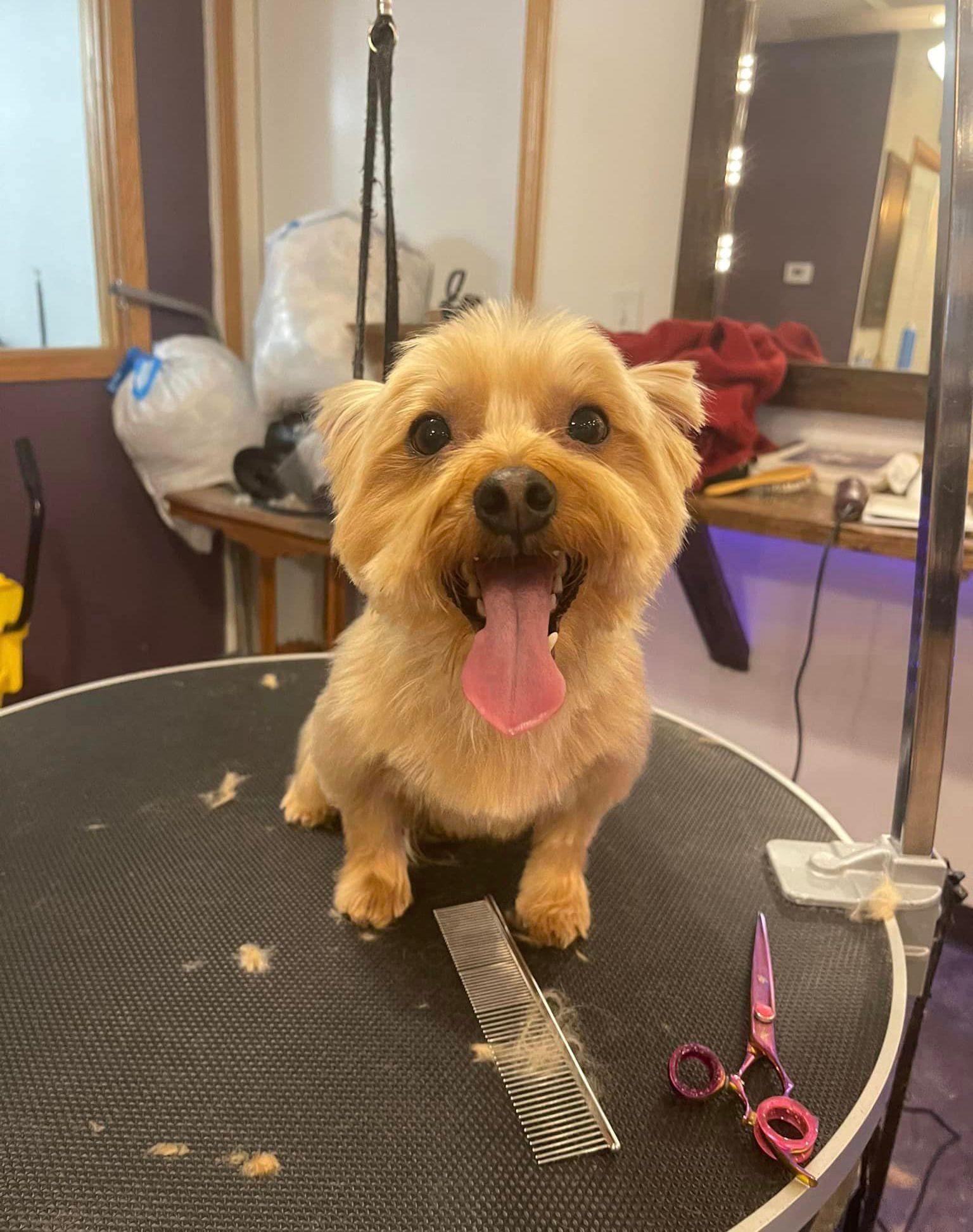 A small dog is sitting on a table with its tongue out.