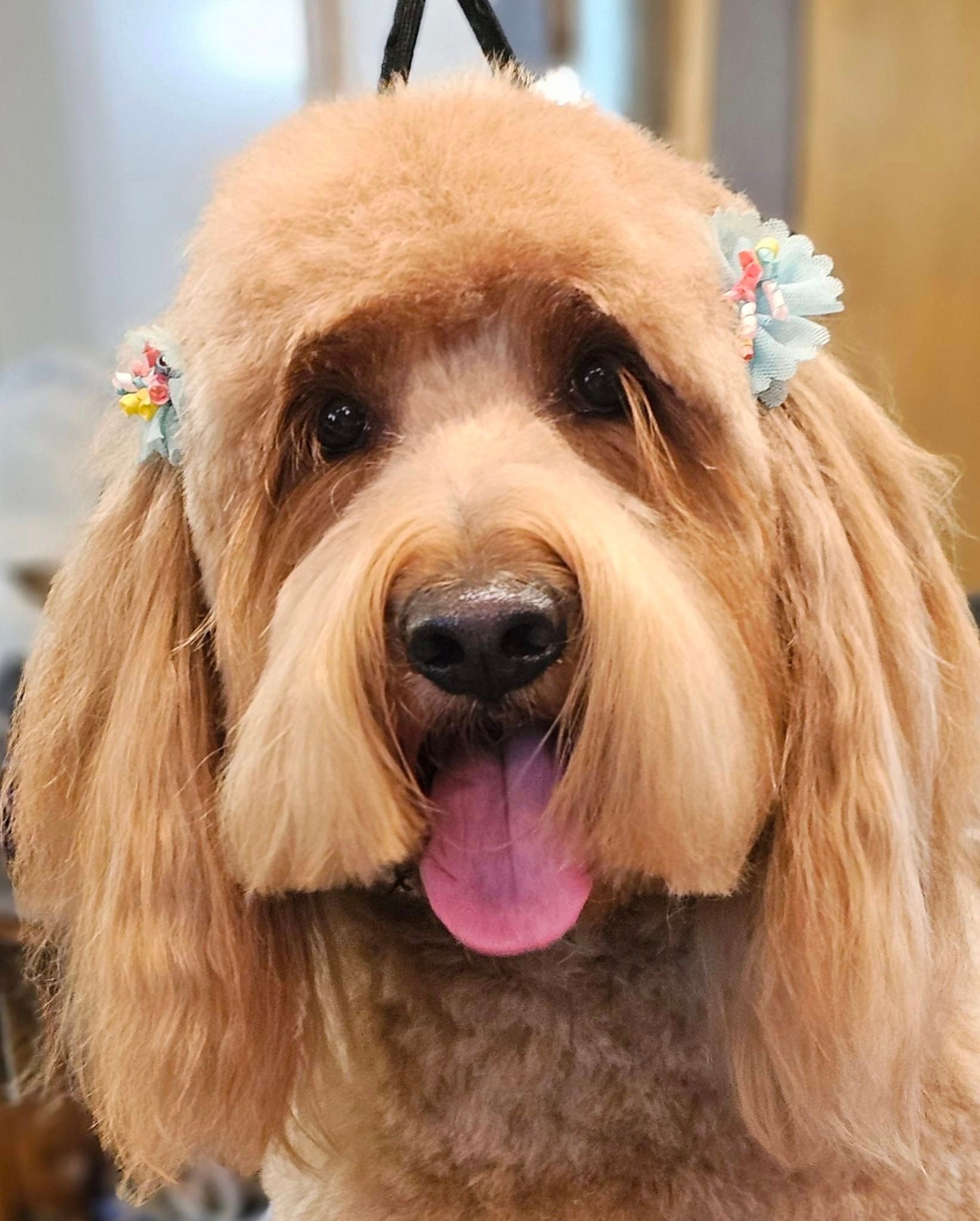 A close up of a dog with a flower in its hair.