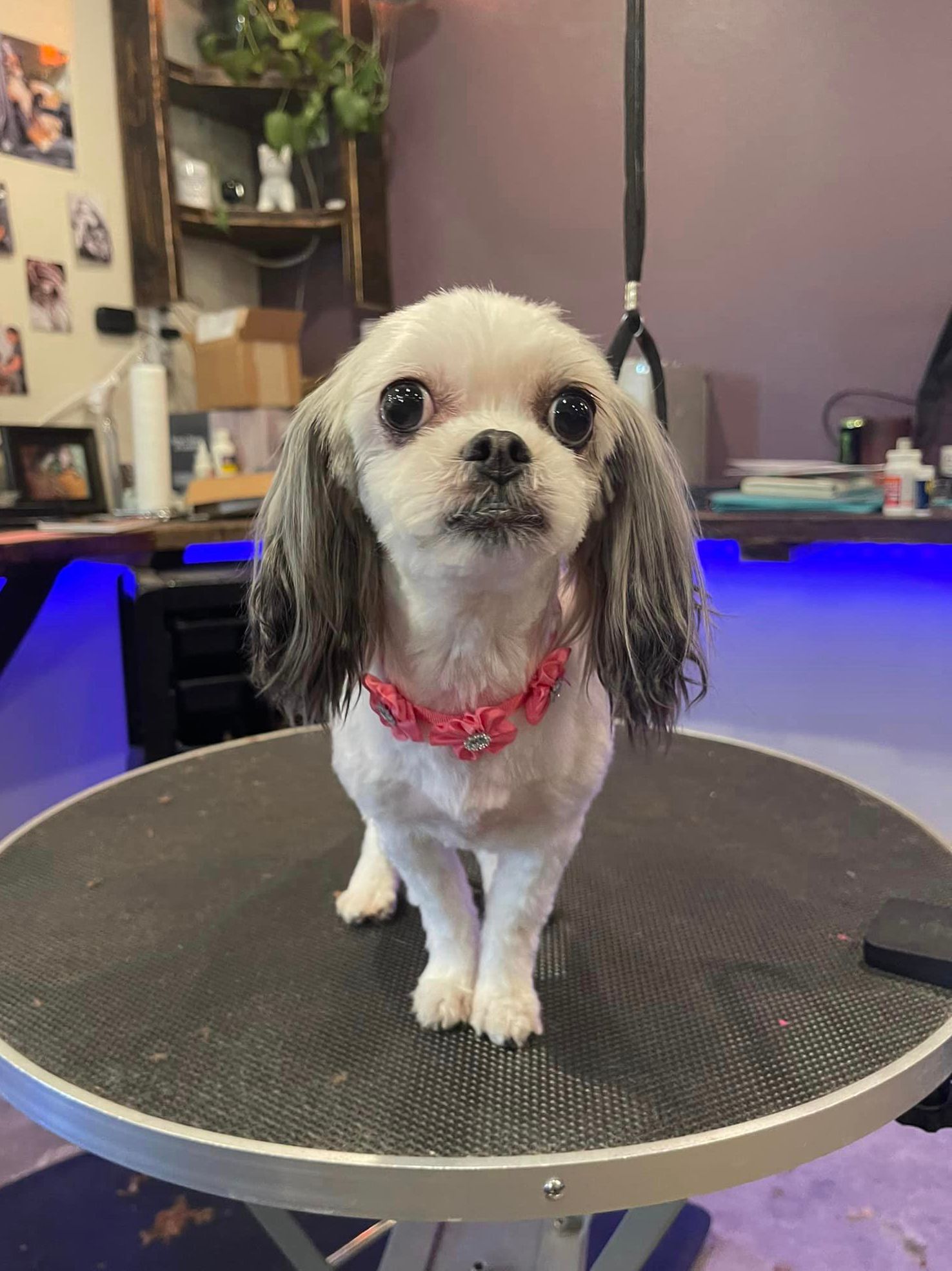 A small dog is sitting on a table in a grooming salon.