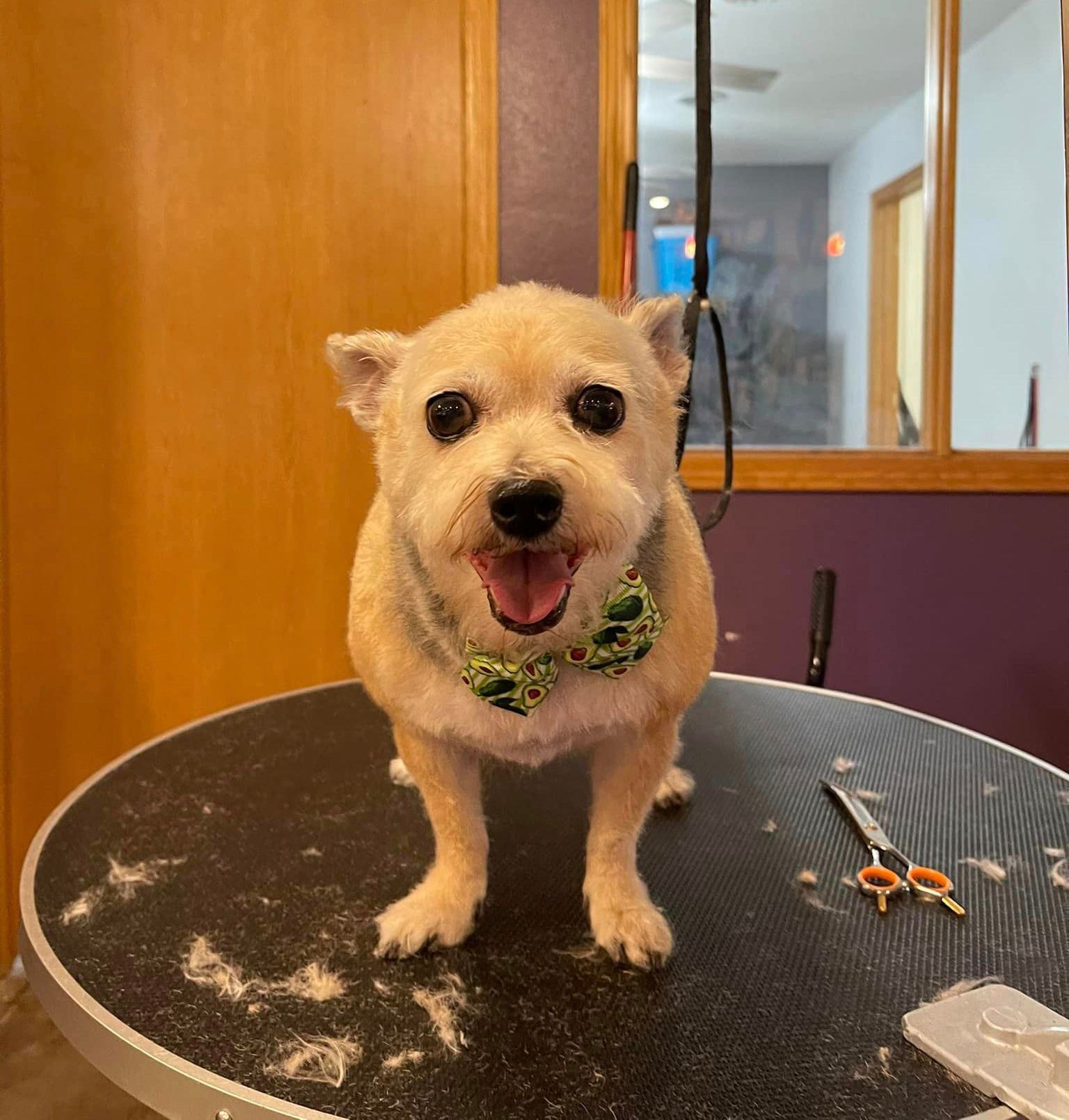 A small dog wearing a bow tie is standing on a table