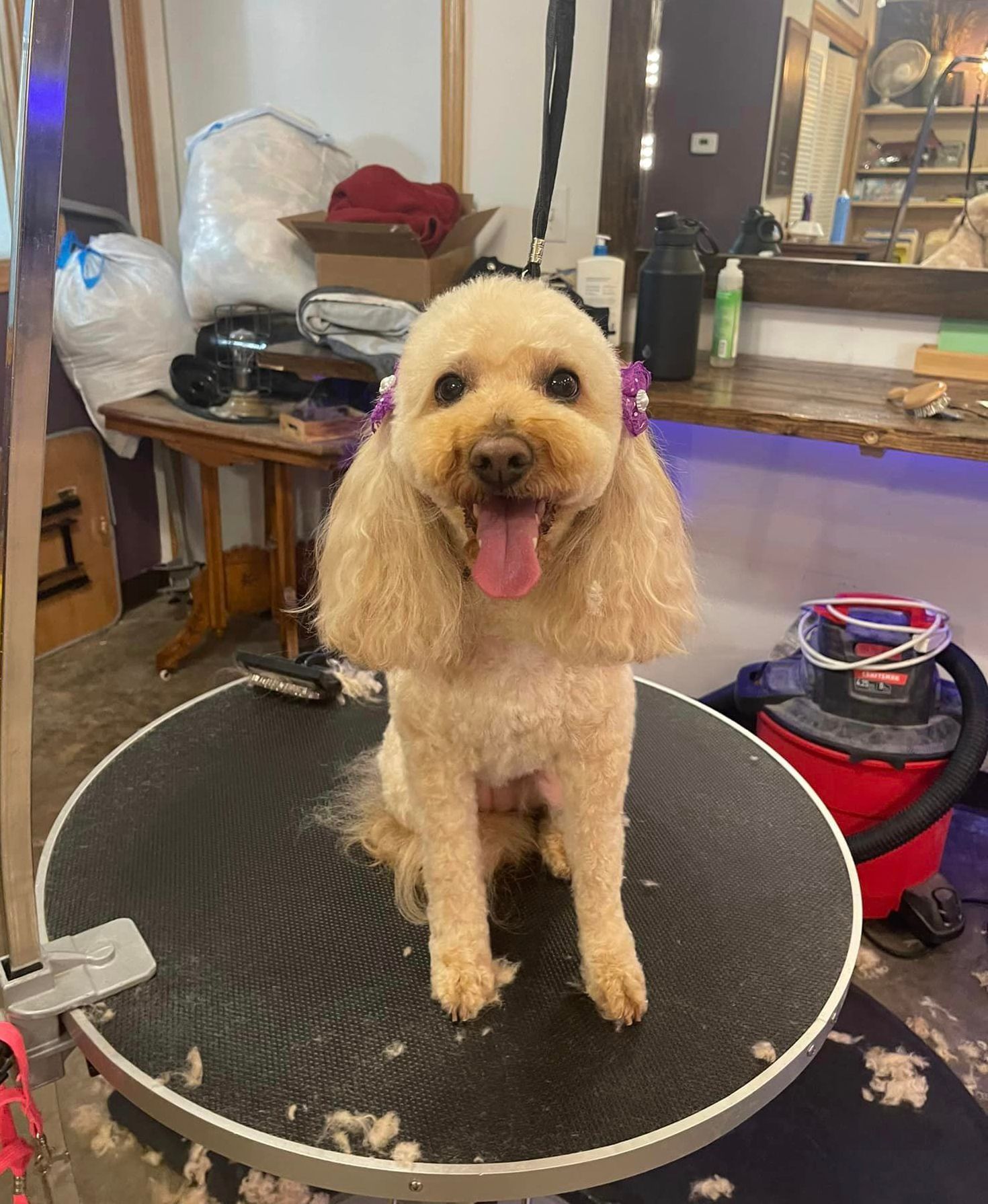 A small dog is sitting on a round table with its tongue hanging out.