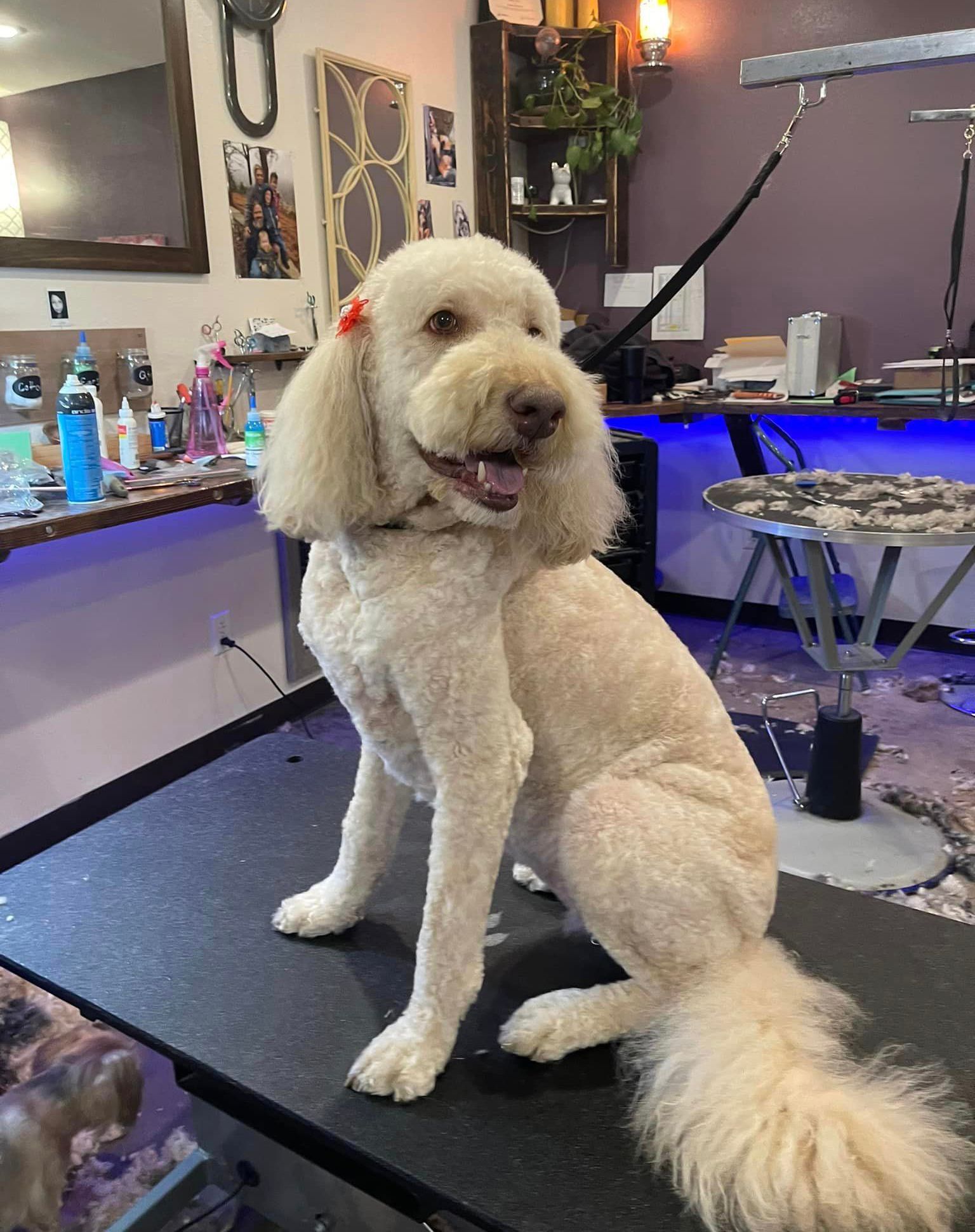 A white poodle is sitting on a table in a grooming salon.