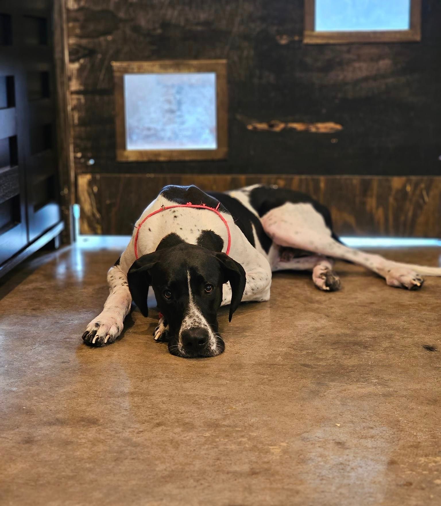 A black and white dog is laying on the floor