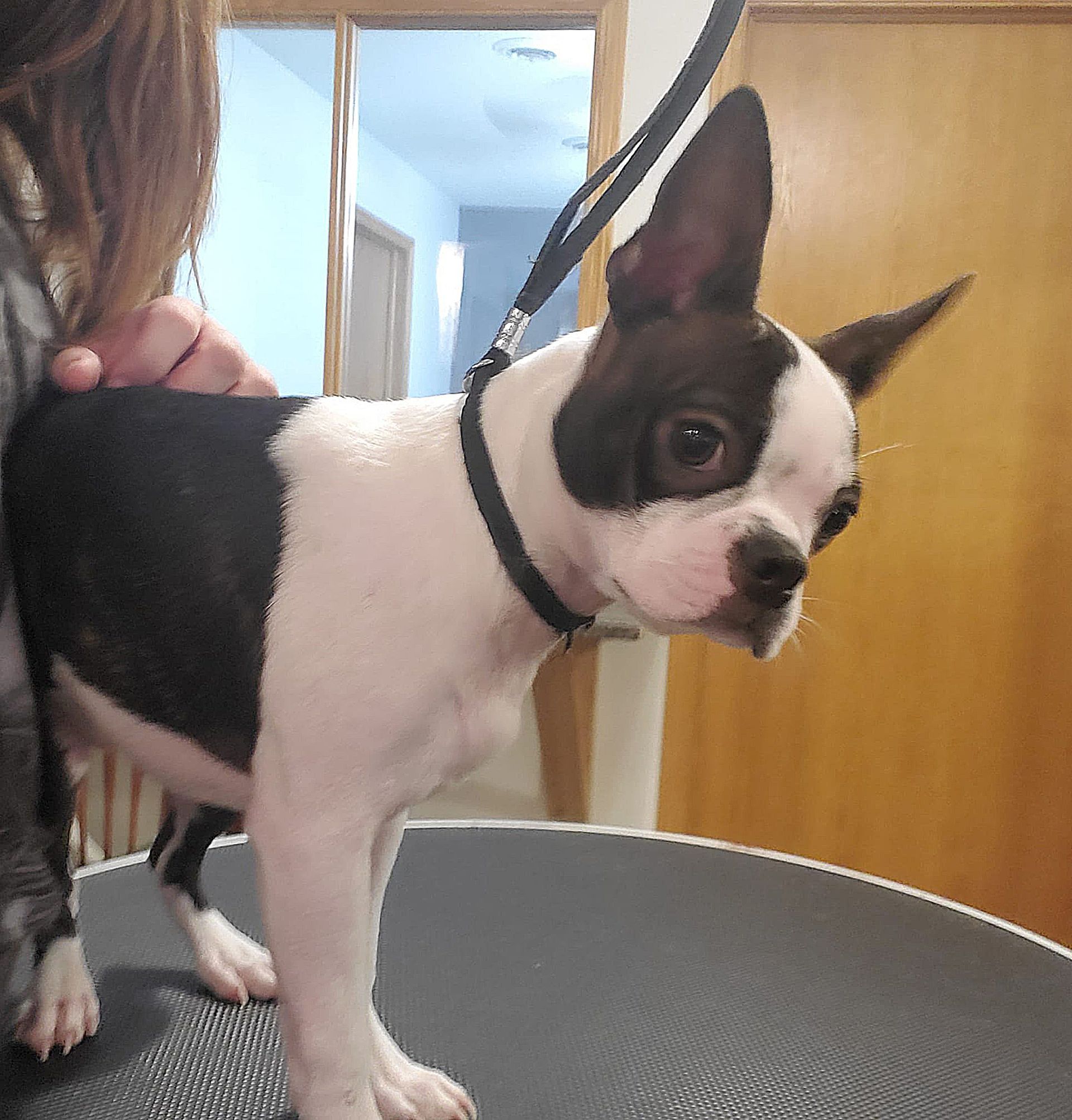 A person is holding a small black and white dog on a leash