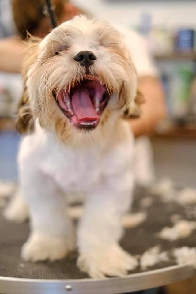 A small white dog is sitting on a table with its mouth open.