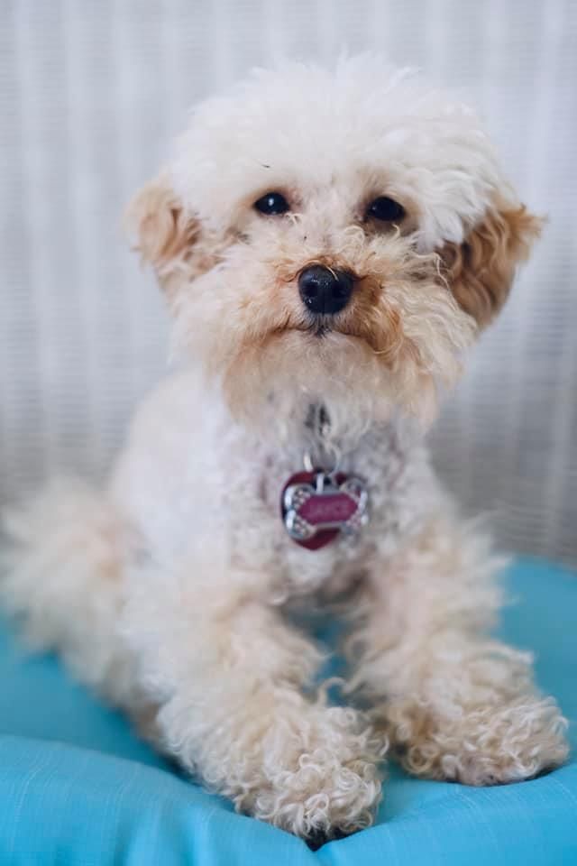 A small white dog is sitting on a blue pillow.