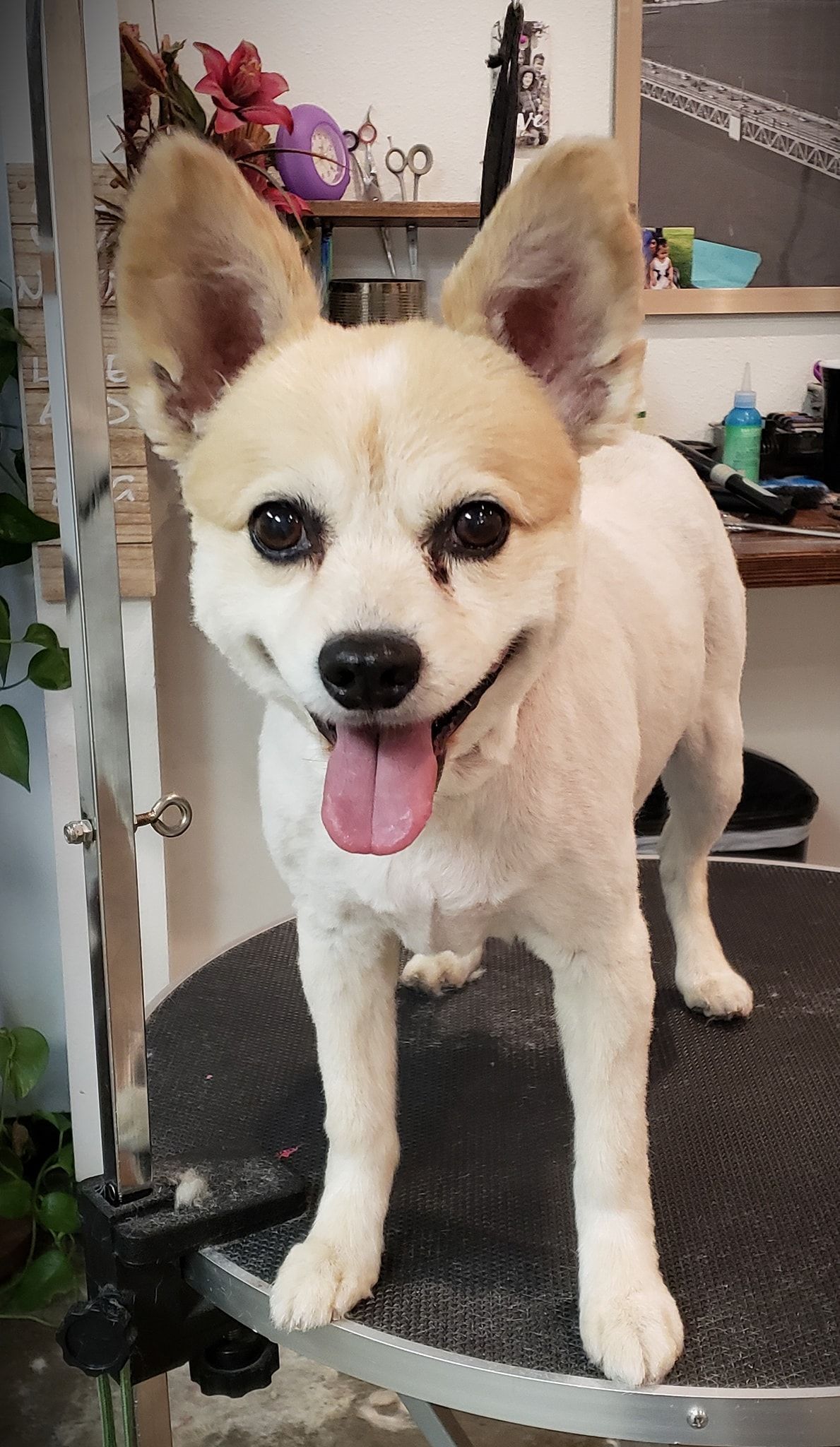 A small dog is standing on a grooming table with its tongue hanging out.