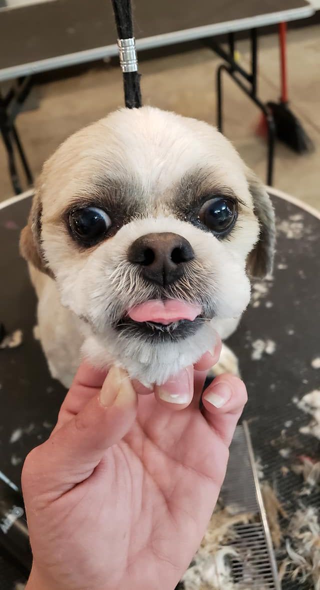 A person is holding a small dog with its tongue out.