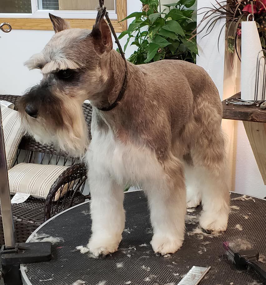 A small brown and white dog is standing on a table