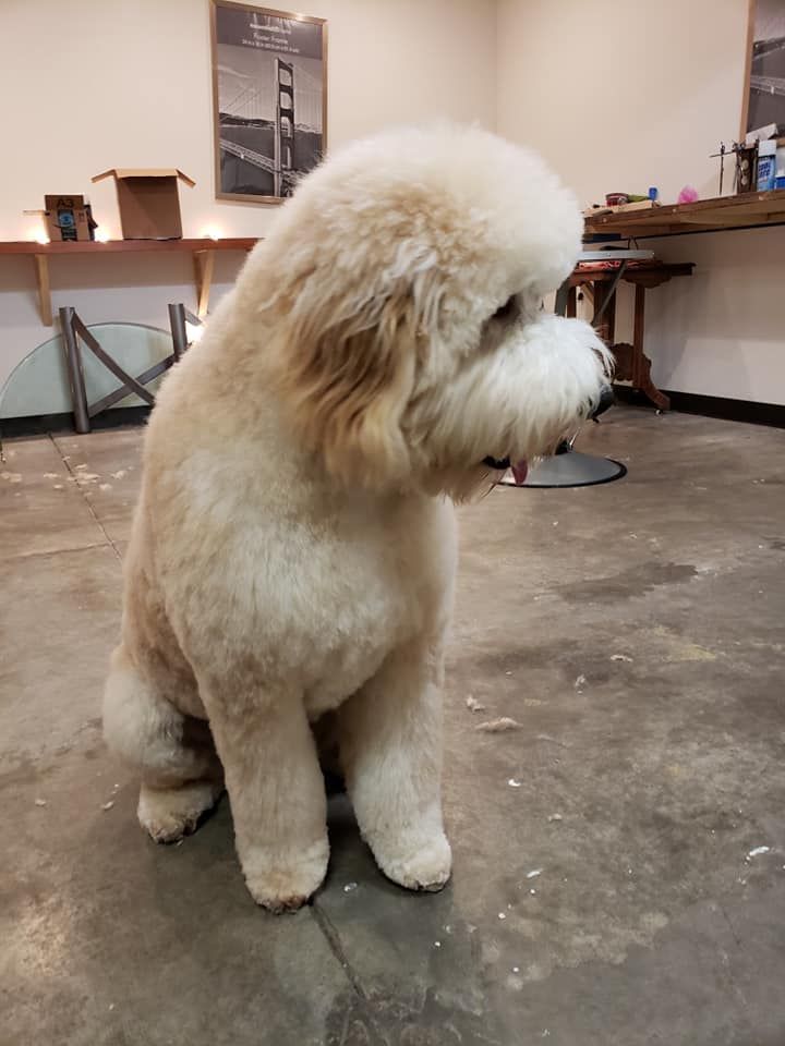 A small dog is sitting on a concrete floor in a room.