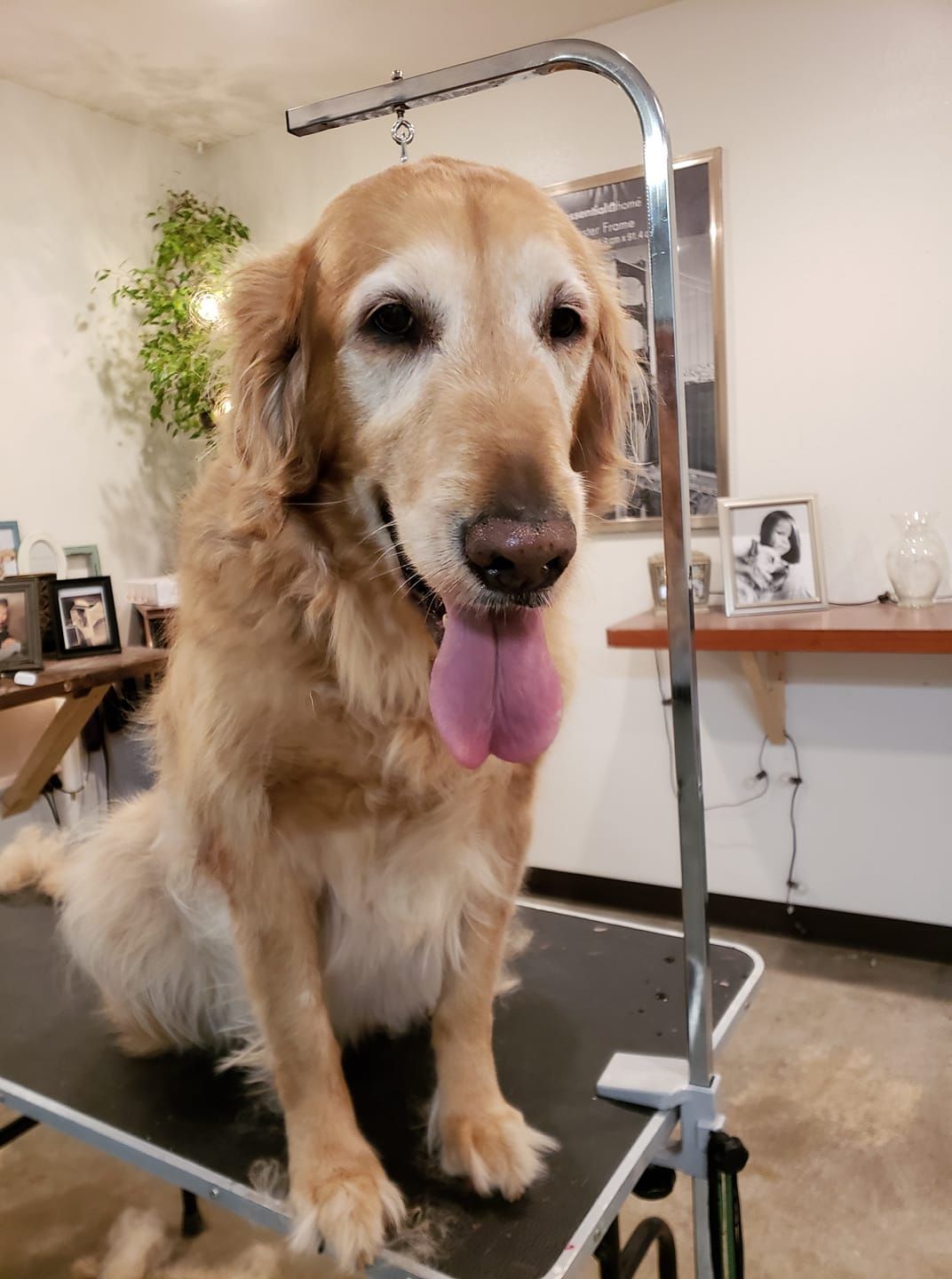 A dog is sitting on a grooming table with its tongue hanging out.