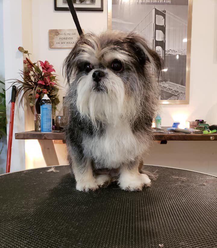 A small dog is sitting on a table in front of a picture of the golden gate bridge.