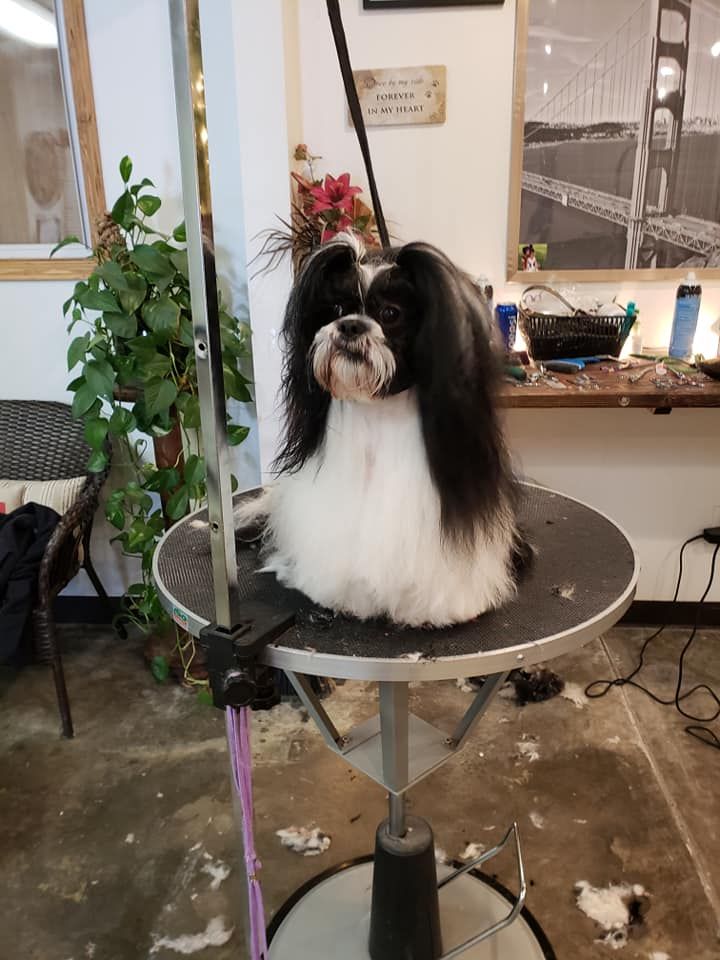 A black and white dog is sitting on a round table.