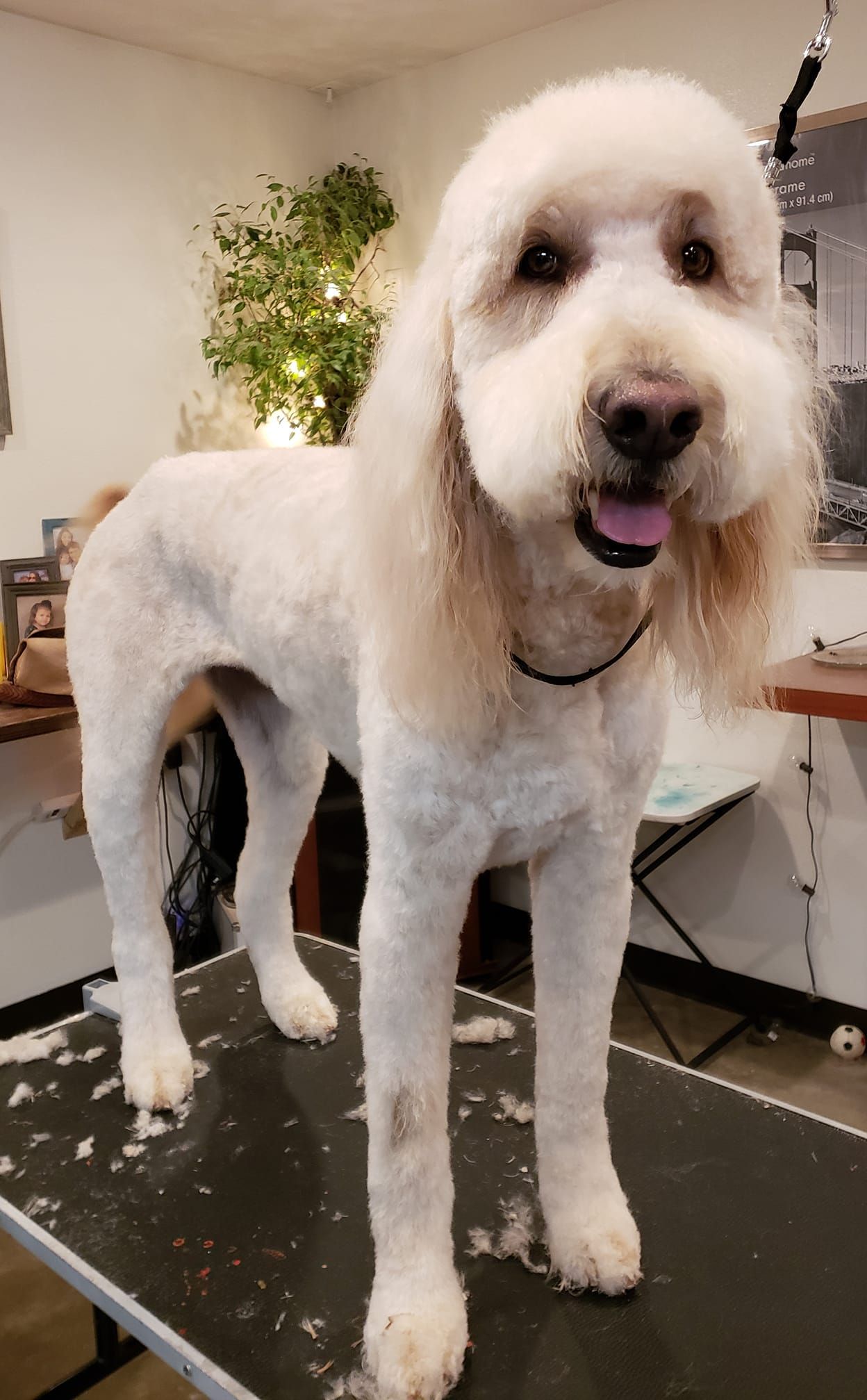 A white dog is standing on a grooming table.