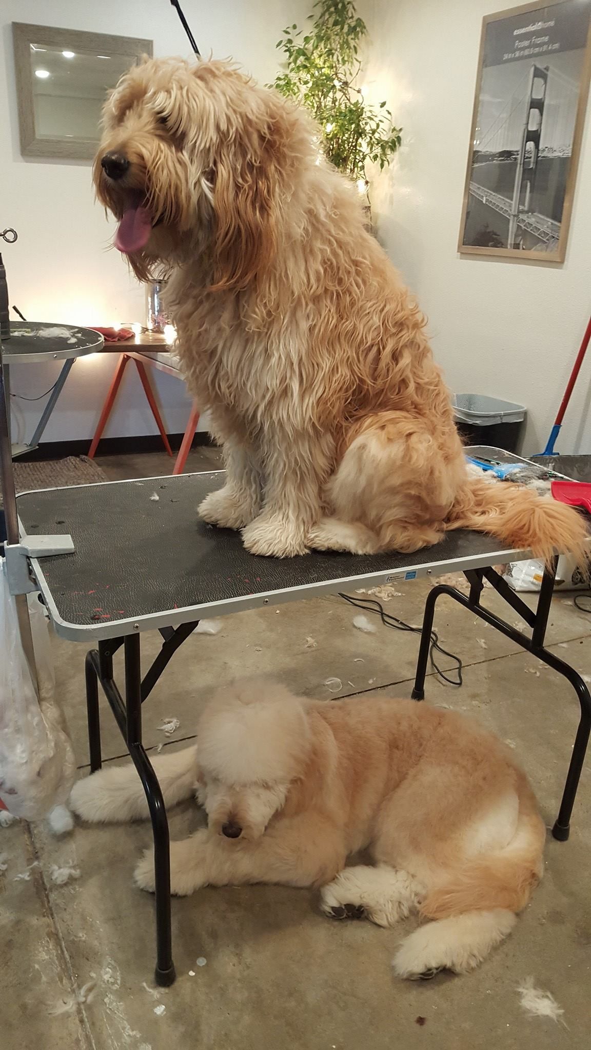 A dog is sitting on a table next to another dog.