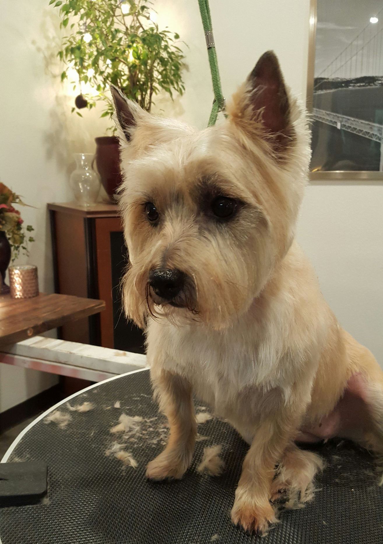 A small dog is sitting on a table looking at the camera.