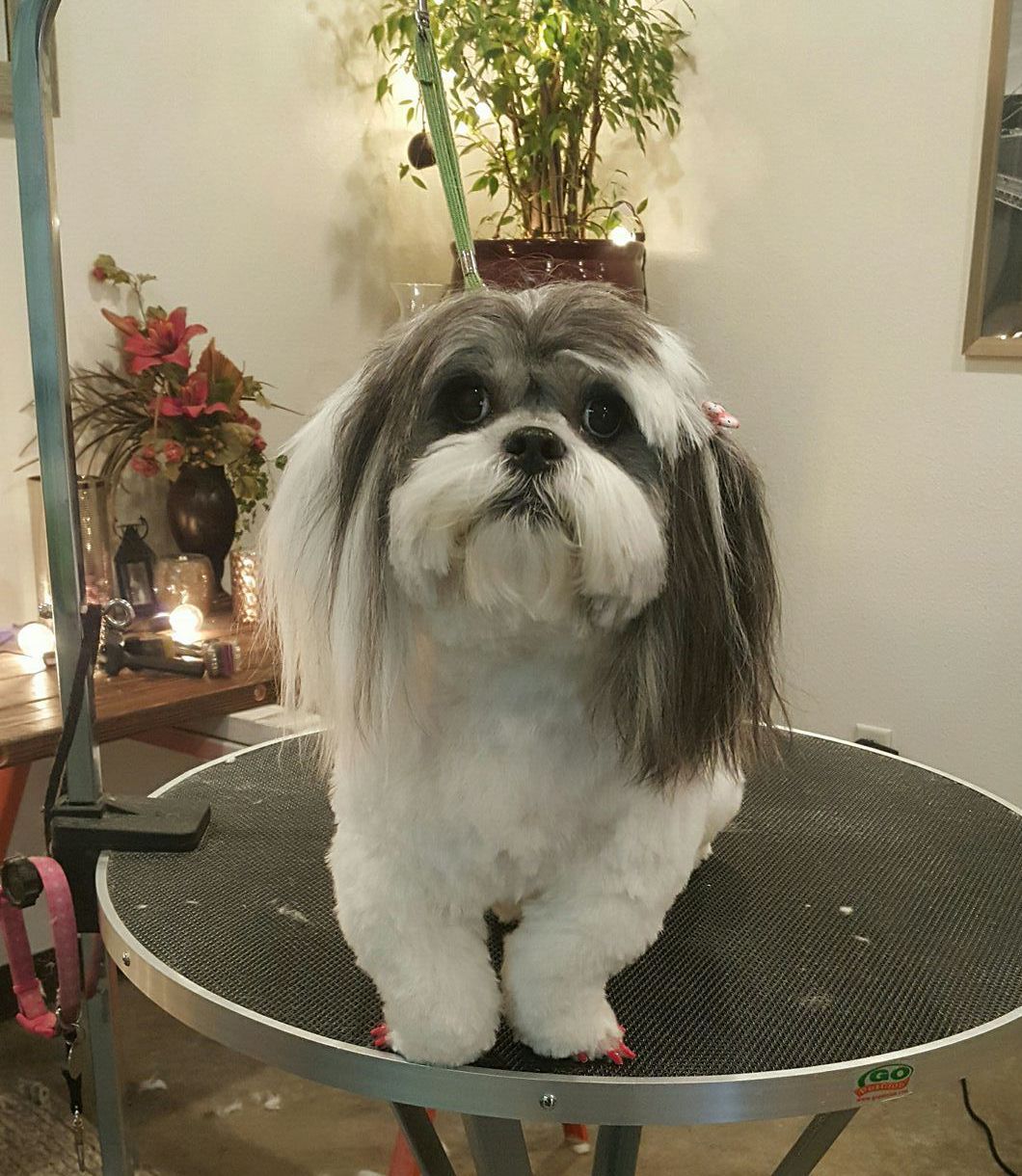 A small dog is sitting on a table and looking at the camera