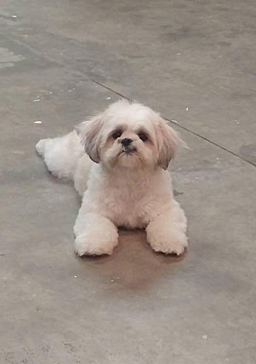 A small white dog is laying on the ground and looking at the camera.
