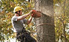 Tree service