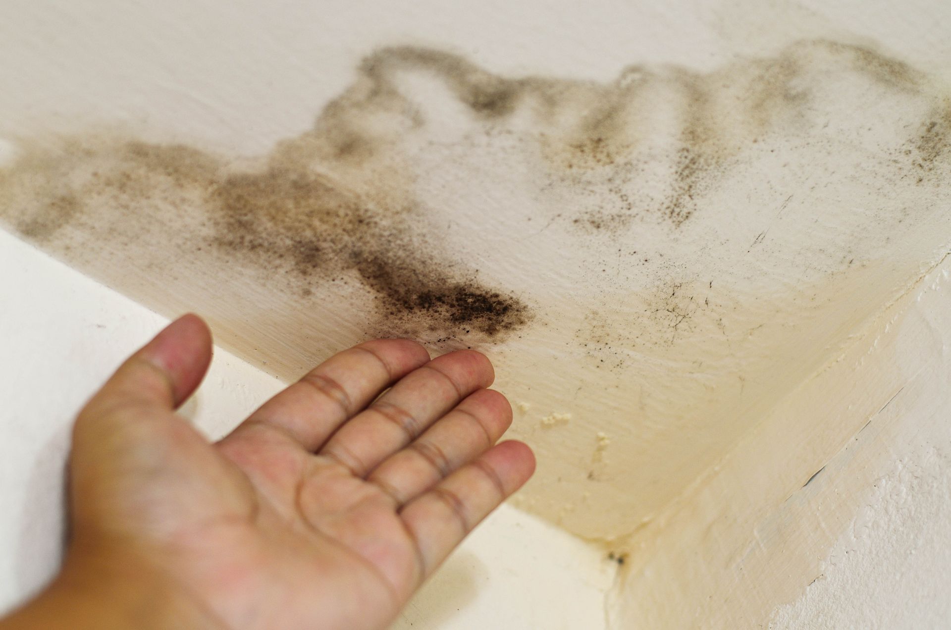 mold removal service	
