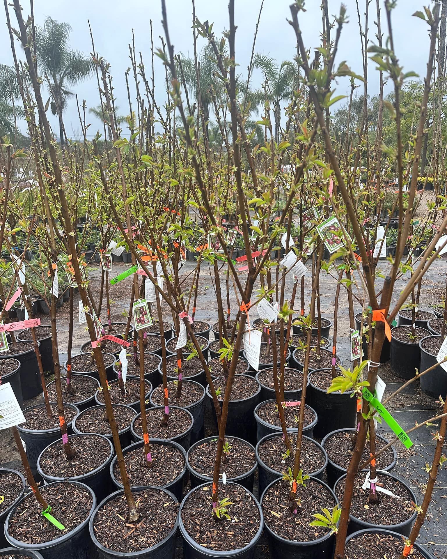 Potted saplings in an outdoor nursery, tall with budding green leaves. Overcast, wet weather.