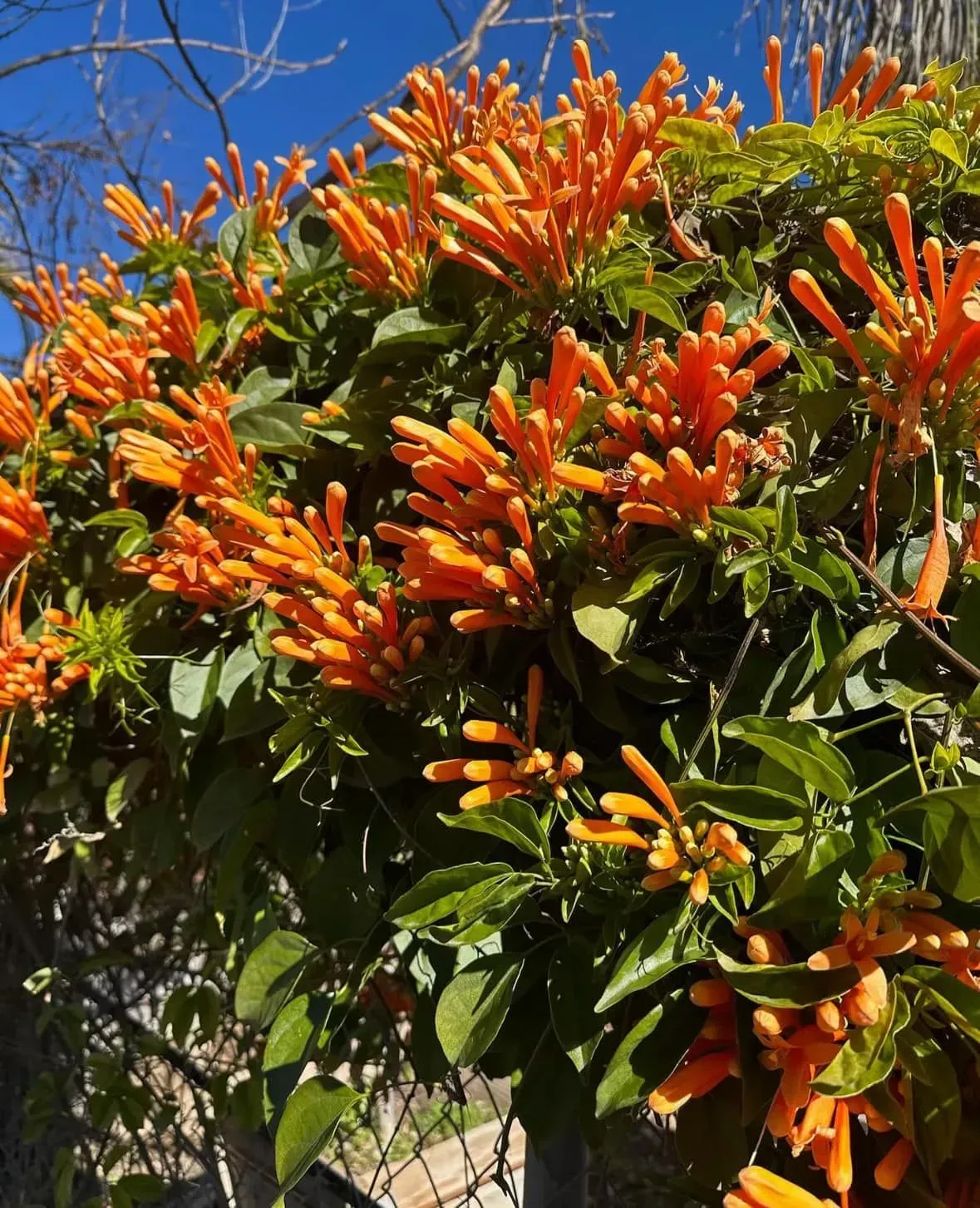 Orange trumpet vine flowers and green leaves against a blue sky.