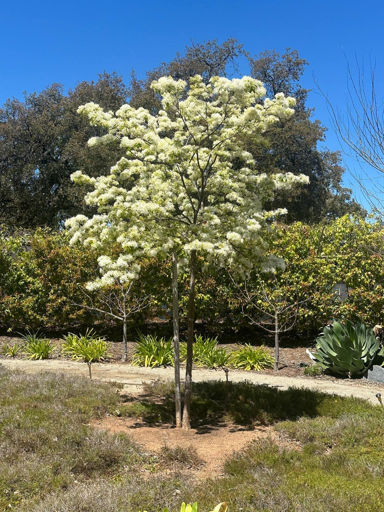 Tree with white flowers, set against a blue sky, surrounded by greenery.