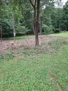A tree in a clearing with cut branches. Green grass in the foreground, woods in the background.