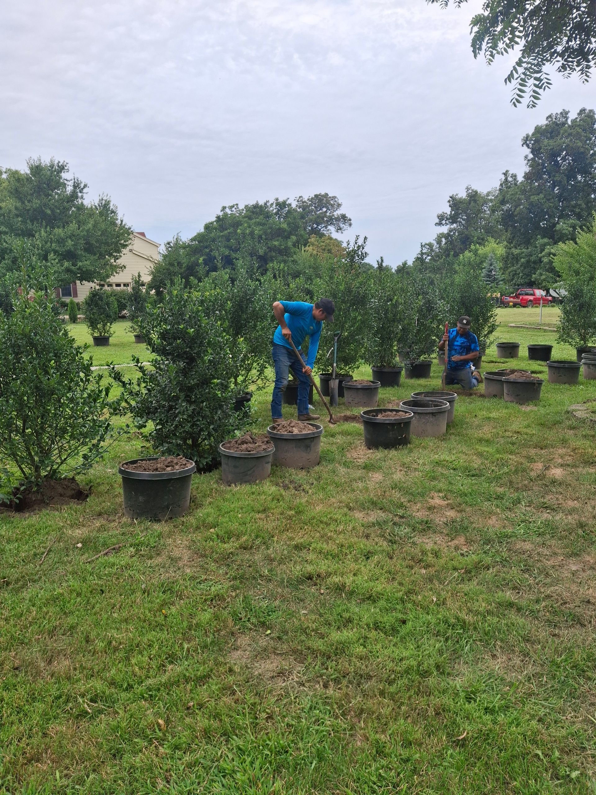 Two people tending potted green trees on a grassy lawn, possibly planting them. Cloudy day.