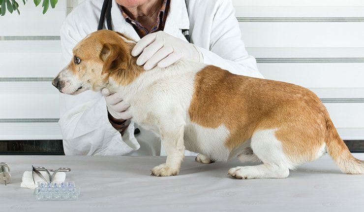 Learn More About Holistic Treatments dog