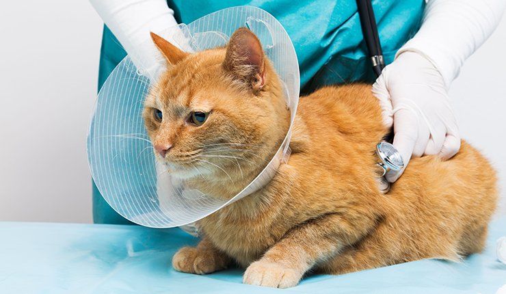 Learn More About Veterinary Care cat