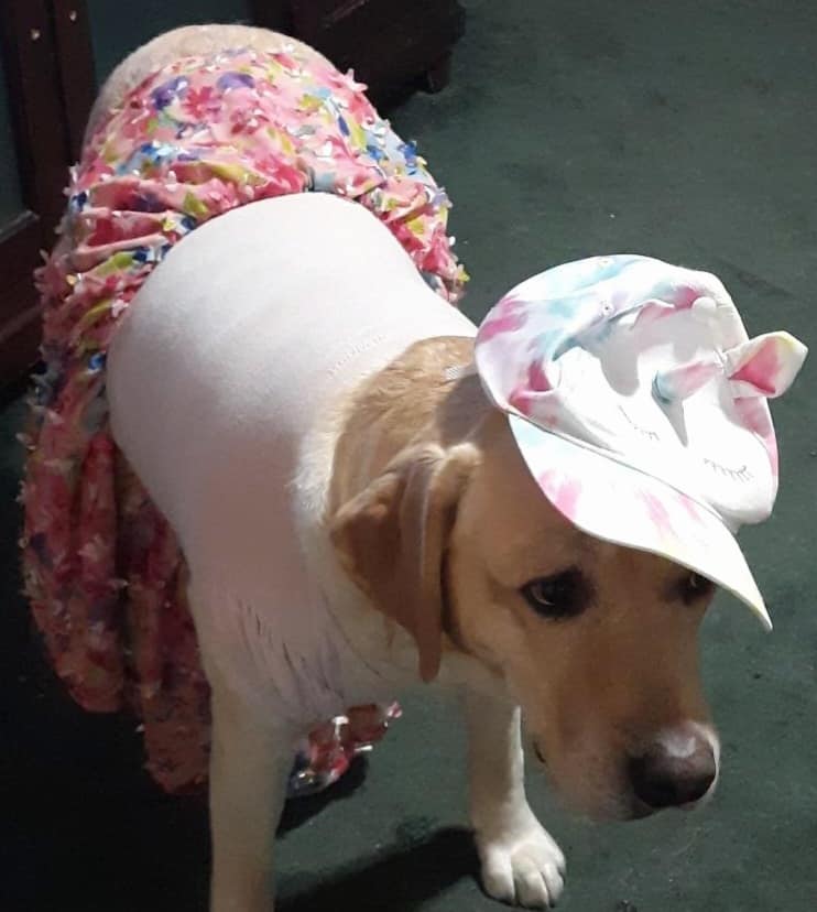 dog dress