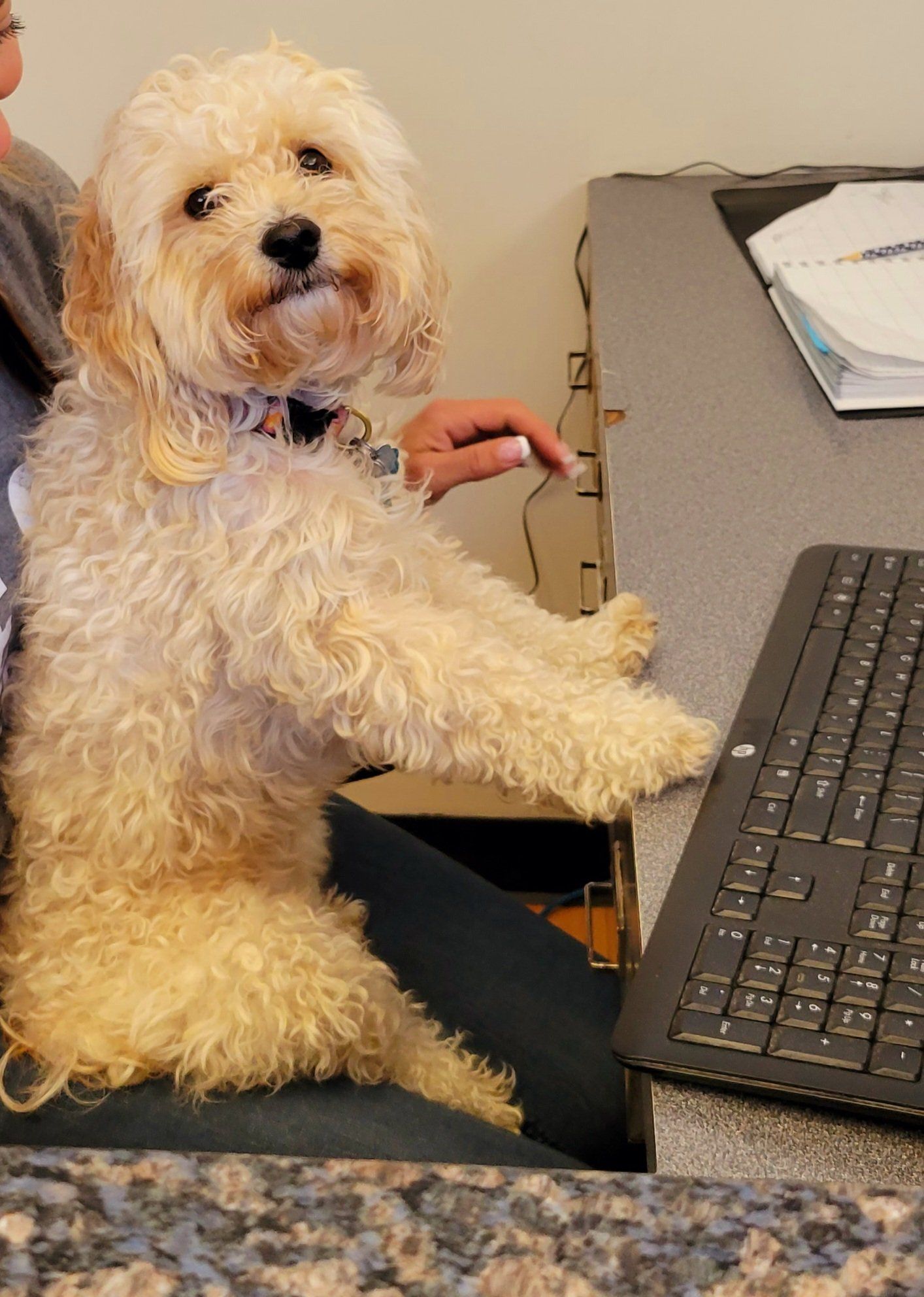 dog playing with keyboard