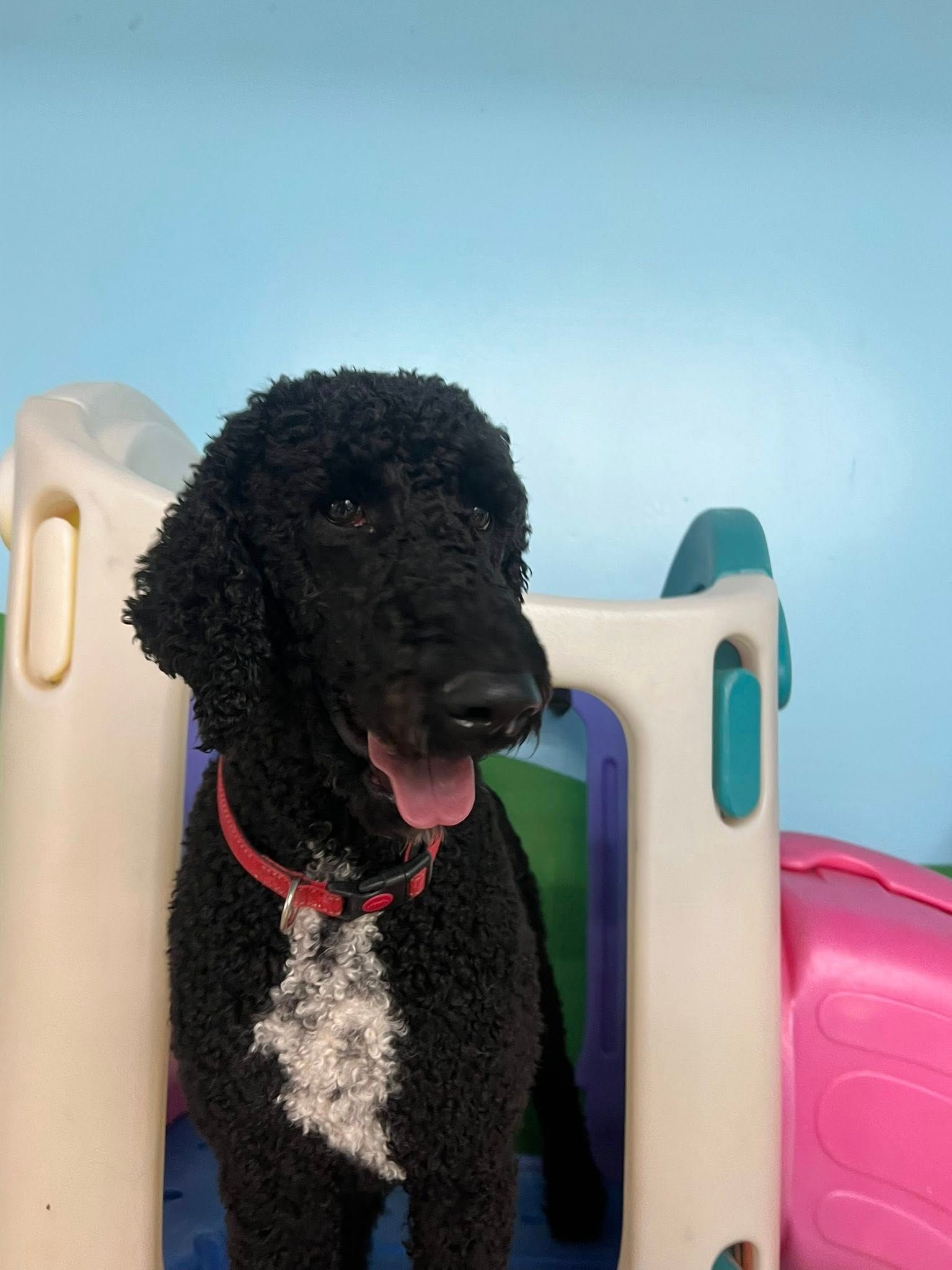 Black poodle with white chest patch wearing a red collar, smiling, next to a colorful play structure.