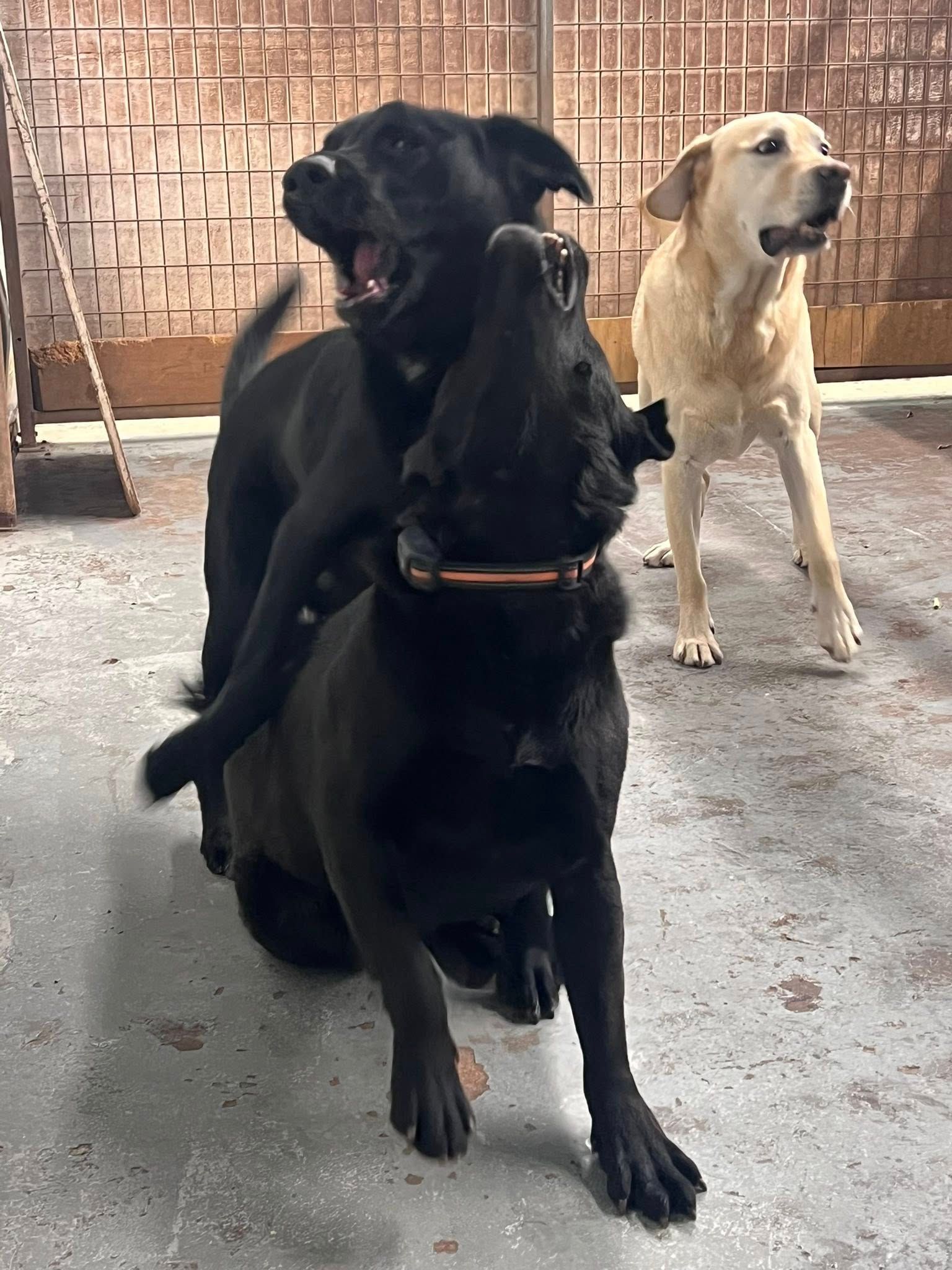 Three dogs playing: two black dogs wrestling, a yellow dog watching in a concrete setting.